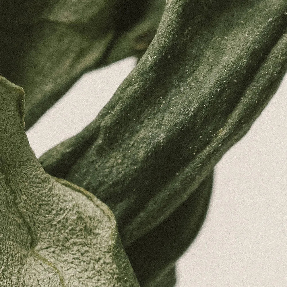 Active ingredients
